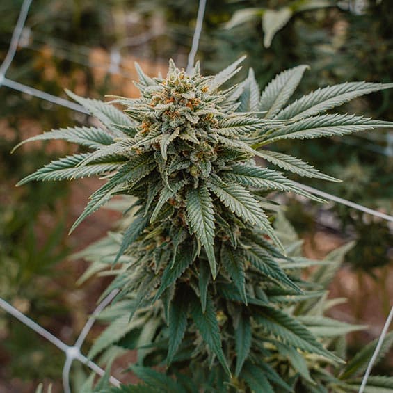 Cannabis Bud